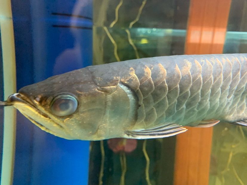 金龍眼睛出問題了(眼睛出問題怎么辦?) 觀賞魚百科 第2張 金龍眼睛出問題了(眼睛出問題怎么辦?) 金龍眼睛出問題了(眼睛出問題怎么辦?) 觀賞魚百科 第2張