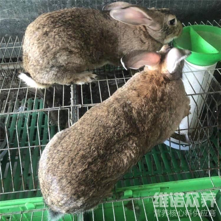 如何優(yōu)化飼料配方以降低成本（肉雞飼料配方以降低成本是畜牧業(yè)中一個(gè)關(guān)鍵的挑戰(zhàn)）