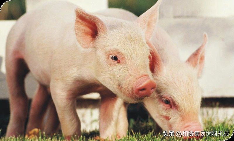 如何優(yōu)化飼料配方以降低成本（肉雞飼料配方以降低成本是畜牧業(yè)中一個關鍵的挑戰(zhàn)）
