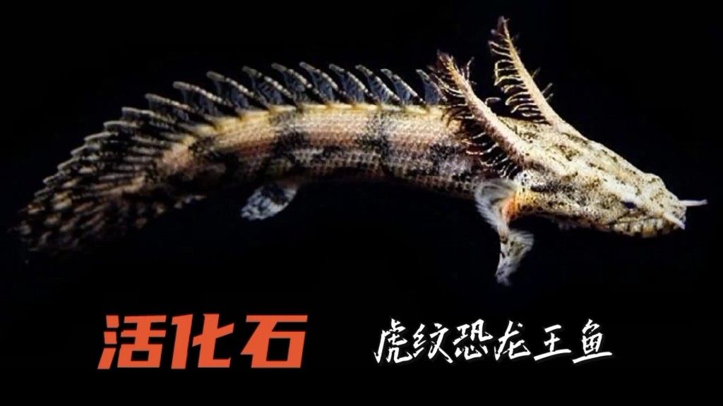 恐龍王魚品種（恐龍王魚是什么品種）