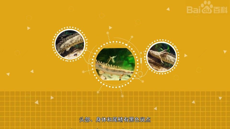 恐龍王魚品種（恐龍王魚是什么品種）