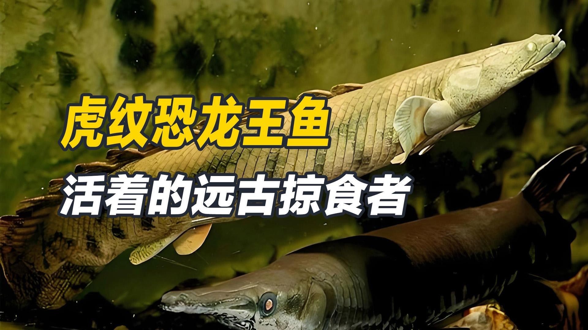 恐龍王魚品種（恐龍王魚是什么品種）