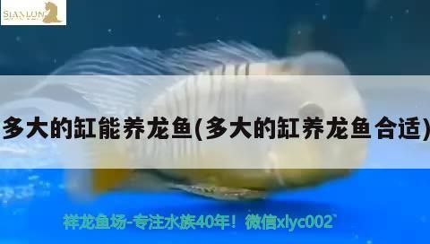 廣州賣龍魚地址在哪里廣州賣龍魚地址在哪里呀，廣州賣龍魚地址在哪里呀 廣州賣龍魚地址在哪里廣州賣龍魚地址在哪里呀，廣州賣龍魚地址在哪里呀 觀賞魚百科 第1張
