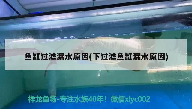 廣州賣龍魚地址在哪里廣州賣龍魚地址在哪里呀，廣州賣龍魚地址在哪里呀 廣州賣龍魚地址在哪里廣州賣龍魚地址在哪里呀，廣州賣龍魚地址在哪里呀 觀賞魚百科 第2張