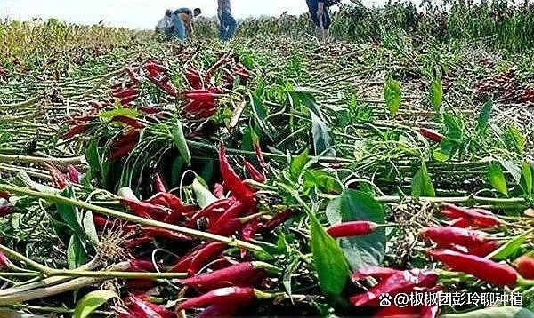 紅龍辣椒的種植方法（種植紅龍辣椒的簡單方法）