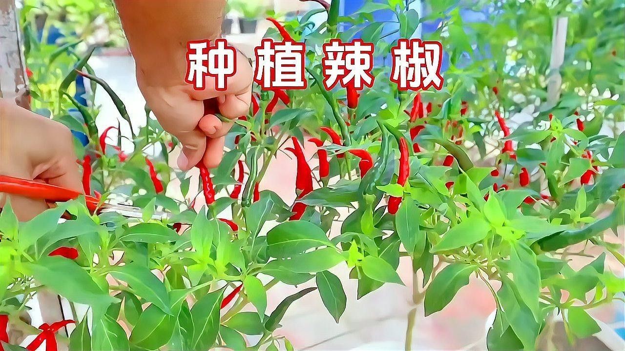 紅龍辣椒的種植方法（種植紅龍辣椒的簡單方法）