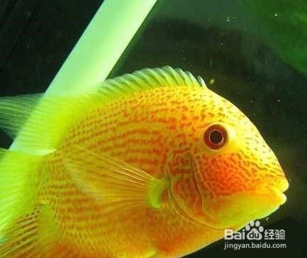 龍魚一般水溫控制在多少度以上（關于龍魚的一些問題）