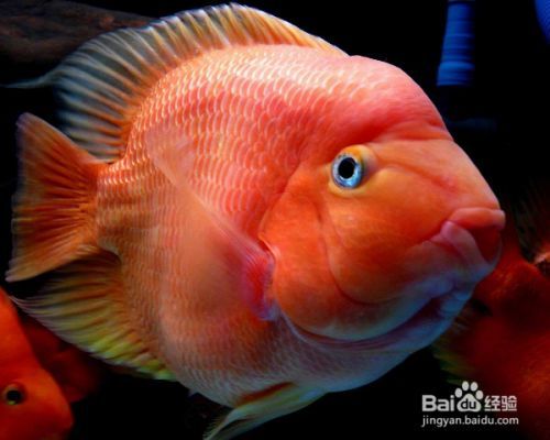 紅龍魚為啥這么貴：為什么紅龍魚這么貴？
