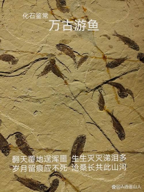 金龍魚鉆石眼是如何形成的？ 金龍魚鉆石眼是如何形成的？ 龍魚百科 第6張