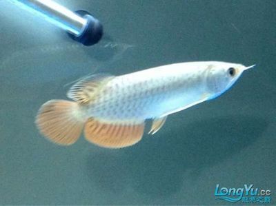 中國十大高端魚缸品牌排行榜有可麗愛：知名品牌魚缸