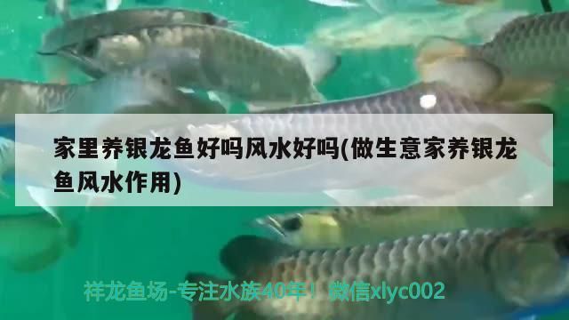 家里養(yǎng)銀龍魚好嗎風水好嗎(做生意家養(yǎng)銀龍魚風水作用)