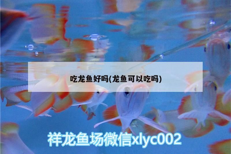 吃龍魚好嗎(龍魚可以吃嗎)（吃龍魚好嗎，龍魚好嗎，）