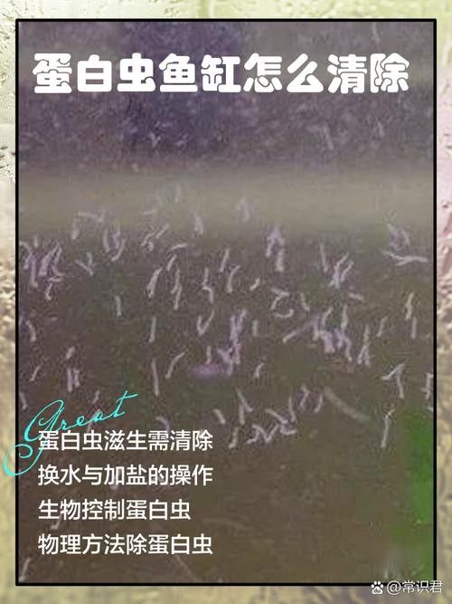 如何預防曼龍魚缸中的蛋白蟲（曼龍魚缸中的蛋白蟲問題是一個常見的水族箱養護挑戰） 如何預防曼龍魚缸中的蛋白蟲（曼龍魚缸中的蛋白蟲問題是一個常見的水族箱養護挑戰） 龍魚百科 第1張