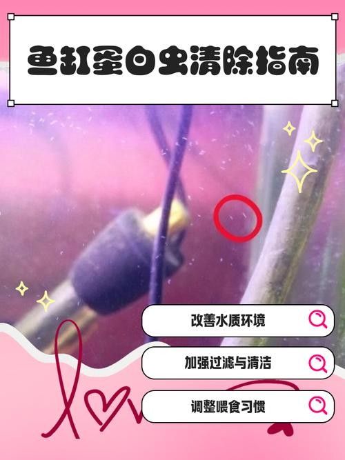 如何預防曼龍魚缸中的蛋白蟲（曼龍魚缸中的蛋白蟲問題是一個常見的水族箱養護挑戰） 如何預防曼龍魚缸中的蛋白蟲（曼龍魚缸中的蛋白蟲問題是一個常見的水族箱養護挑戰） 龍魚百科 第3張