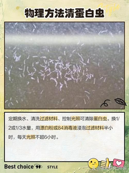 如何預防曼龍魚缸中的蛋白蟲（曼龍魚缸中的蛋白蟲問題是一個常見的水族箱養護挑戰） 如何預防曼龍魚缸中的蛋白蟲（曼龍魚缸中的蛋白蟲問題是一個常見的水族箱養護挑戰） 龍魚百科 第4張