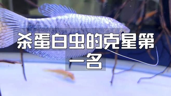 如何預防曼龍魚缸中的蛋白蟲（曼龍魚缸中的蛋白蟲問題是一個常見的水族箱養護挑戰） 如何預防曼龍魚缸中的蛋白蟲（曼龍魚缸中的蛋白蟲問題是一個常見的水族箱養護挑戰） 龍魚百科 第8張