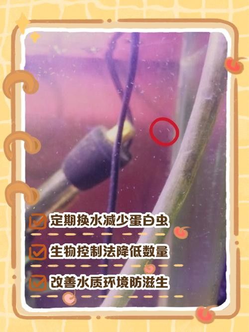 如何預防曼龍魚缸中的蛋白蟲（曼龍魚缸中的蛋白蟲問題是一個常見的水族箱養護挑戰） 如何預防曼龍魚缸中的蛋白蟲（曼龍魚缸中的蛋白蟲問題是一個常見的水族箱養護挑戰） 龍魚百科 第6張