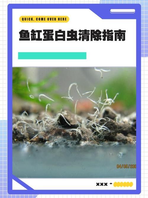 如何預防曼龍魚缸中的蛋白蟲（曼龍魚缸中的蛋白蟲問題是一個常見的水族箱養護挑戰） 如何預防曼龍魚缸中的蛋白蟲（曼龍魚缸中的蛋白蟲問題是一個常見的水族箱養護挑戰） 龍魚百科 第5張