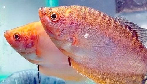 如何預防曼龍魚缸中的蛋白蟲（曼龍魚缸中的蛋白蟲問題是一個常見的水族箱養護挑戰） 如何預防曼龍魚缸中的蛋白蟲（曼龍魚缸中的蛋白蟲問題是一個常見的水族箱養護挑戰） 龍魚百科 第12張