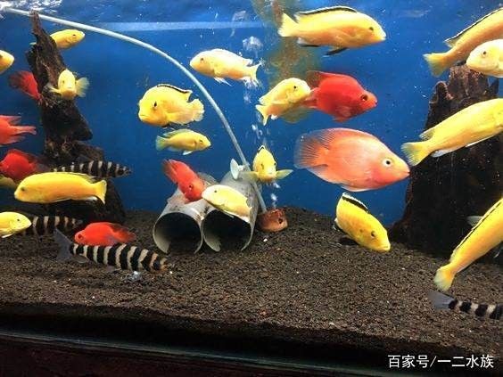 如何預防曼龍魚缸中的蛋白蟲（曼龍魚缸中的蛋白蟲問題是一個常見的水族箱養護挑戰） 如何預防曼龍魚缸中的蛋白蟲（曼龍魚缸中的蛋白蟲問題是一個常見的水族箱養護挑戰） 龍魚百科 第15張