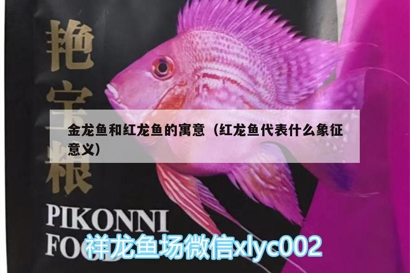 金龍魚和紅龍魚的寓意（紅龍魚代表什么象征意義）（金龍魚和紅龍魚的寓意不同的寓意不同，養各種魚的寓意）