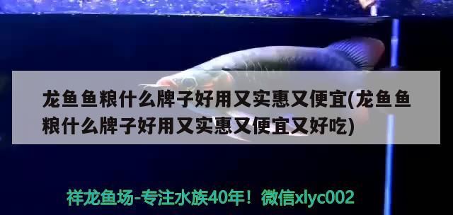 龍魚魚糧什么牌子好用又實惠又便宜(龍魚魚糧什么牌子好用又實惠又便宜又好吃)（金龍魚喂什么魚飼料最好，） 龍魚魚糧什么牌子好用又實惠又便宜(龍魚魚糧什么牌子好用又實惠又便宜又好吃)（金龍魚喂什么魚飼料最好，） 觀賞魚百科
