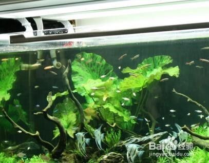 龍魚眼睛上有白膜怎么治？