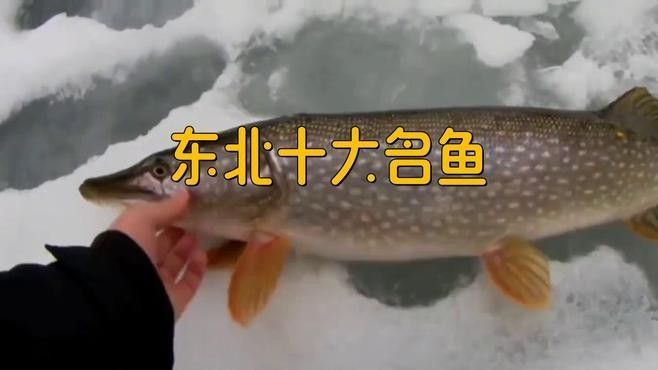 東北十大名魚（東北十大名魚排名聚能環磁驅黑龍江十大名魚及其特點） 東北十大名魚（東北十大名魚排名聚能環磁驅黑龍江十大名魚及其特點） 觀賞魚百科 第2張