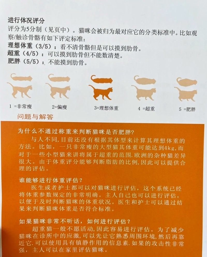 龍貓肥胖有哪些癥狀 龍貓肥胖有哪些癥狀 龍魚百科 第4張