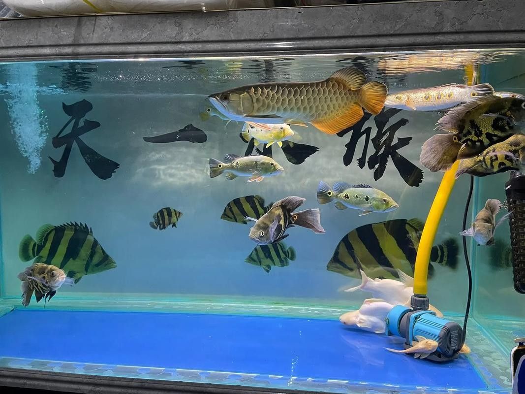 薛城哪個水族館龍魚好？祥龍魚場龍魚（薛城哪個水族館龍魚好）