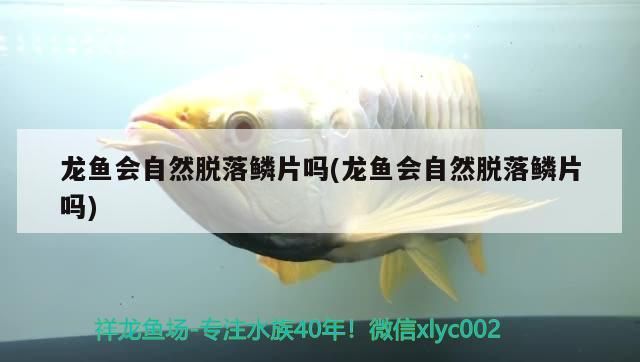 紅綠燈魚可以和曼龍魚混養嗎(藍曼龍能和燈魚混養嗎)（龍魚會自然脫落鱗片嗎）