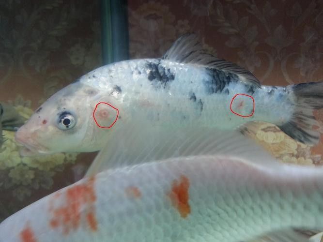 錦鯉常見魚病鑒別圖（基于癥狀的錦鯉常見魚病鑒別指南）
