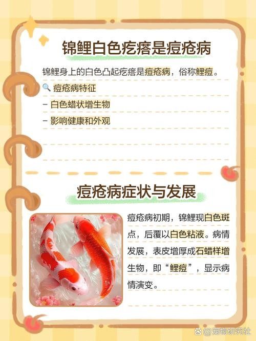 錦鯉常見魚病鑒別圖（基于癥狀的錦鯉常見魚病鑒別指南）