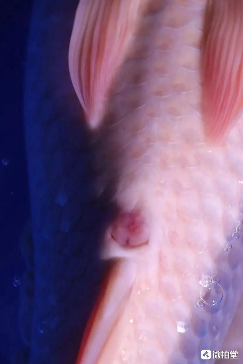 錦鯉常見魚病鑒別圖（基于癥狀的錦鯉常見魚病鑒別指南）