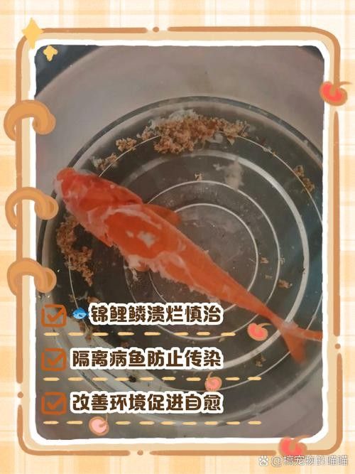 錦鯉常見魚病鑒別圖（基于癥狀的錦鯉常見魚病鑒別指南）