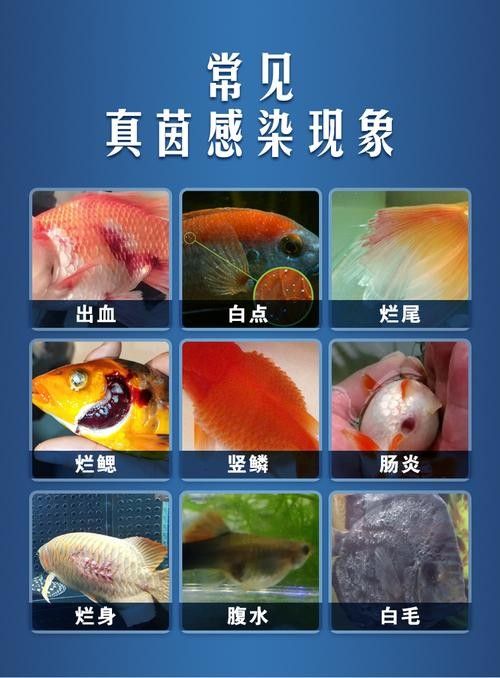 錦鯉常見魚病鑒別圖（基于癥狀的錦鯉常見魚病鑒別指南）