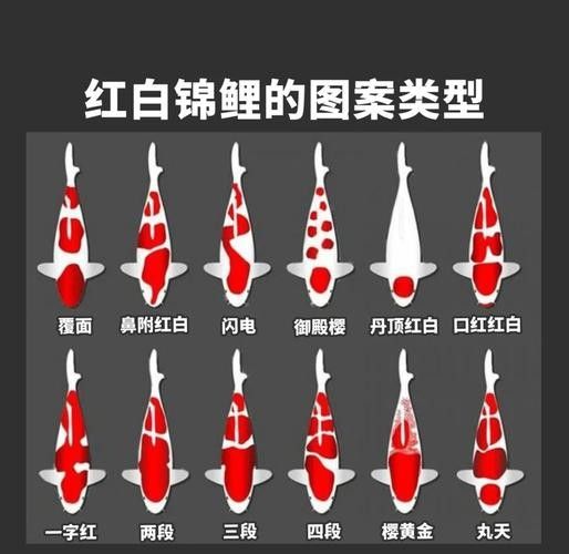 錦鯉常見魚病鑒別圖（基于癥狀的錦鯉常見魚病鑒別指南）