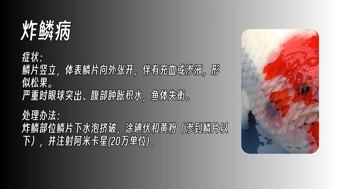 金龍魚的壁紙顏色搭配，金龍魚壁紙壁紙顏色搭配