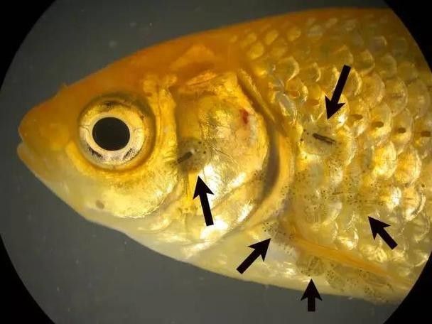 錦鯉常見魚病鑒別圖（基于癥狀的錦鯉常見魚病鑒別指南）