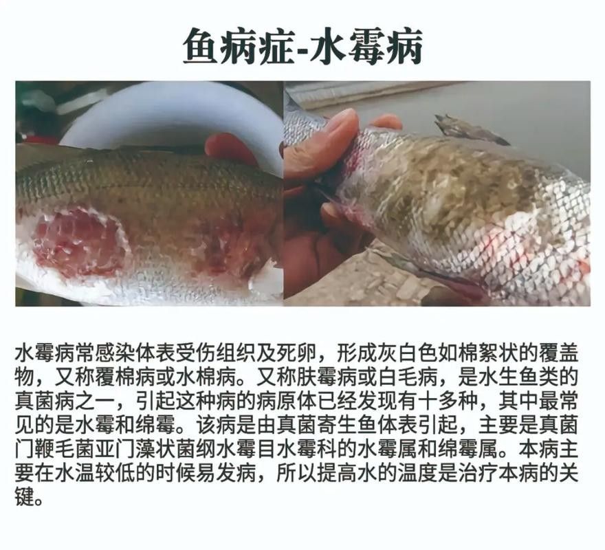 錦鯉常見魚病鑒別圖（基于癥狀的錦鯉常見魚病鑒別指南）