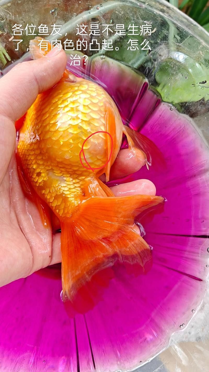 錦鯉常見魚病鑒別圖（基于癥狀的錦鯉常見魚病鑒別指南）