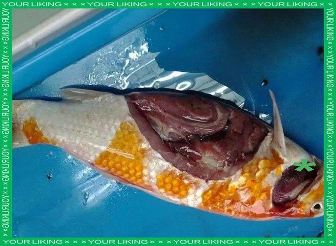 錦鯉常見魚病鑒別圖（基于癥狀的錦鯉常見魚病鑒別指南）