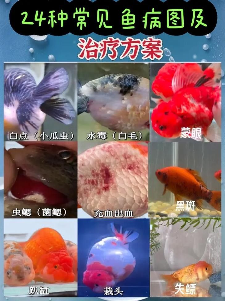 錦鯉常見魚病鑒別圖（基于癥狀的錦鯉常見魚病鑒別指南）