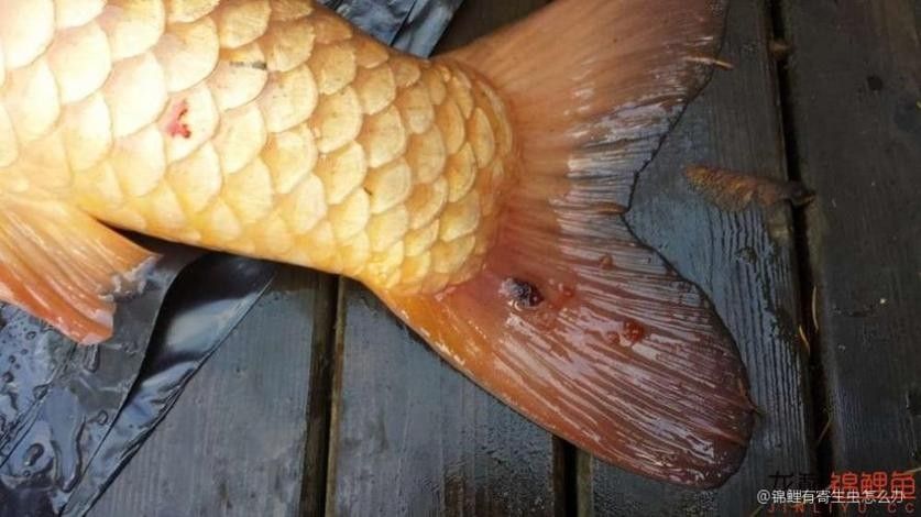 錦鯉常見魚病鑒別圖（基于癥狀的錦鯉常見魚病鑒別指南）