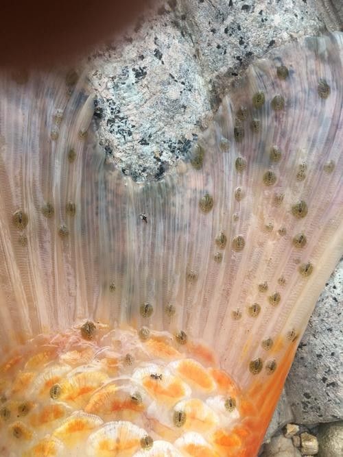 錦鯉常見魚病鑒別圖（基于癥狀的錦鯉常見魚病鑒別指南）