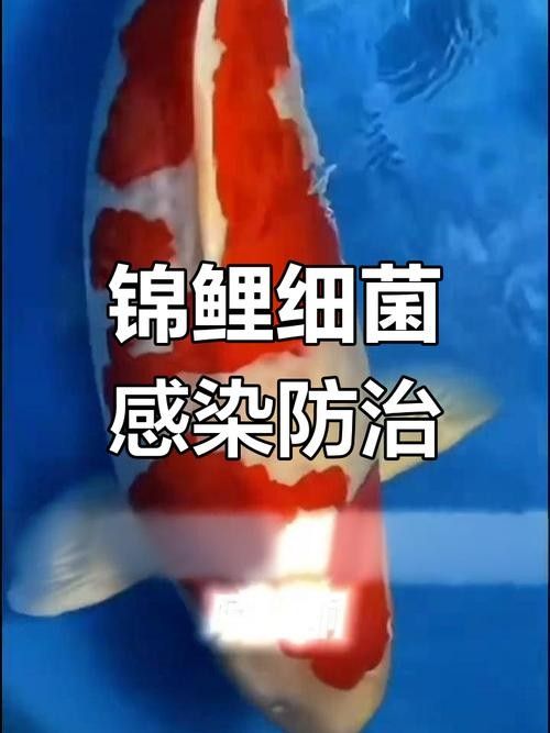 錦鯉常見魚病鑒別圖（基于癥狀的錦鯉常見魚病鑒別指南）