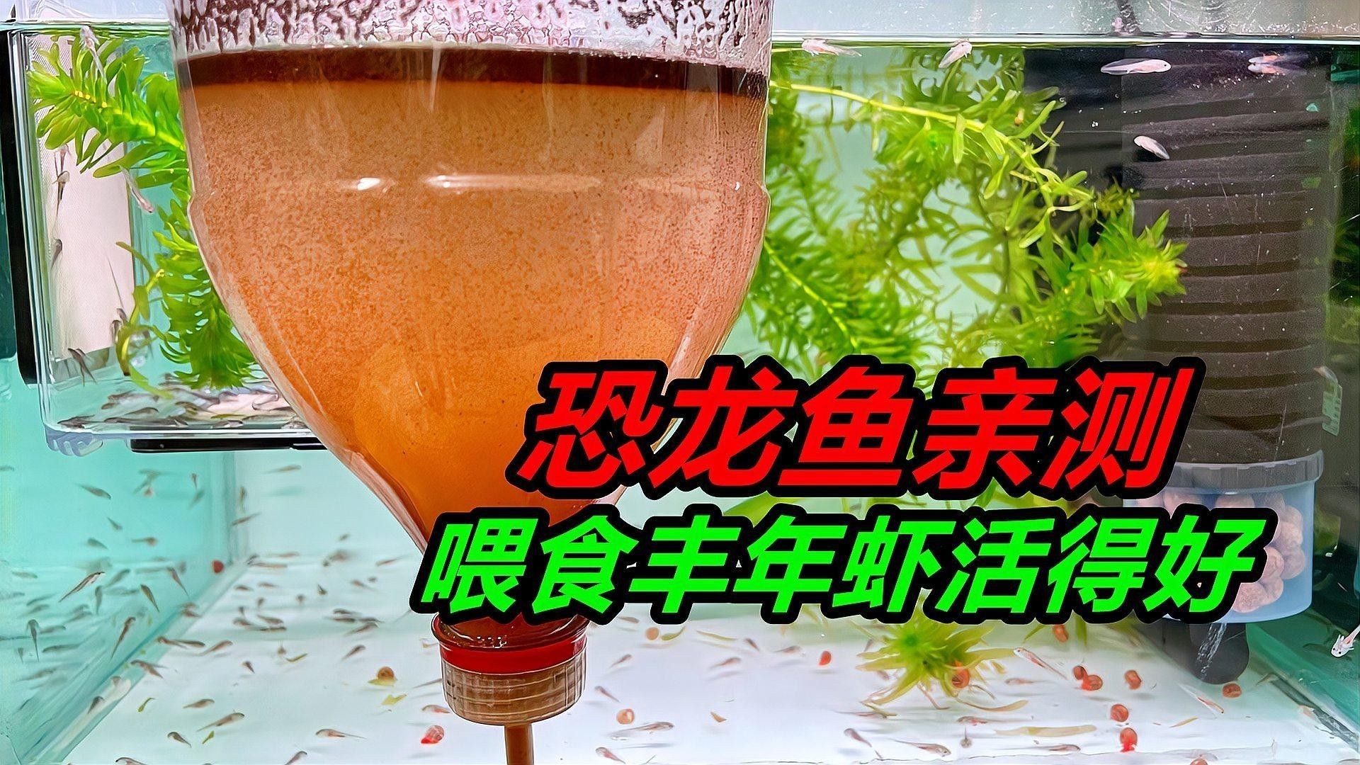 如何給恐龍魚喂食活餌料（如何正確的給恐龍魚喂食活餌料呢？）