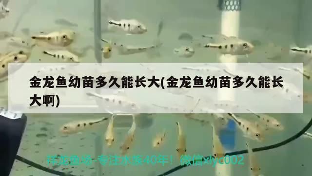 金龍魚幼苗多久能長大(金龍魚幼苗多久能長大啊)