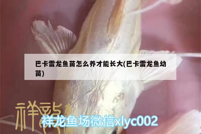 紅龍魚的含義是什么意思(紅龍魚寓意什么意思)（關于巴卡雷龍魚苗怎么養才能長大）