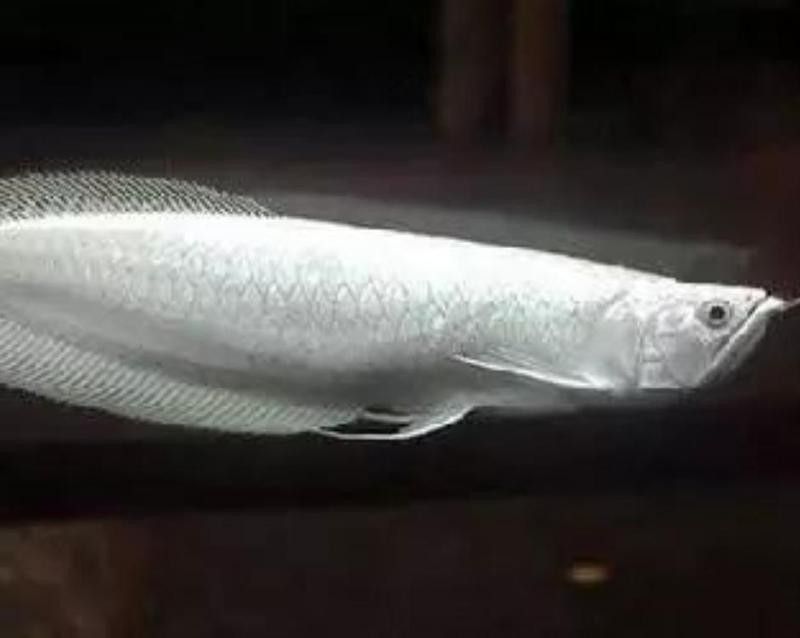 銀龍魚多少錢一條賣了30萬（“魚王”拍出30萬元，買家當場放生）